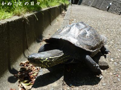 P1540250-co.jpg