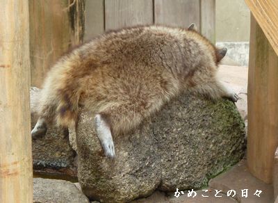 P1550927-tanu.jpg