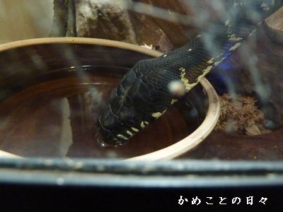P1560931-zoo2.jpg