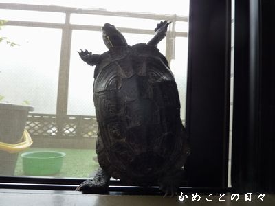 P1570128-coo.jpg