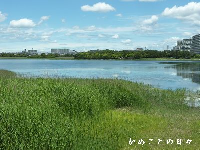 P1570215-yatu.jpg