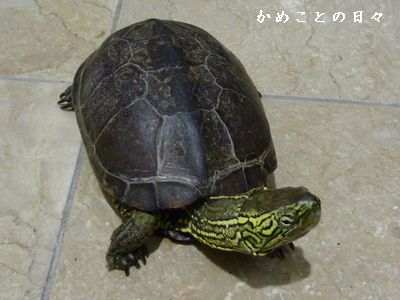 P1570616-suke.jpg