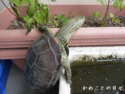 P1580756-suke.jpg
