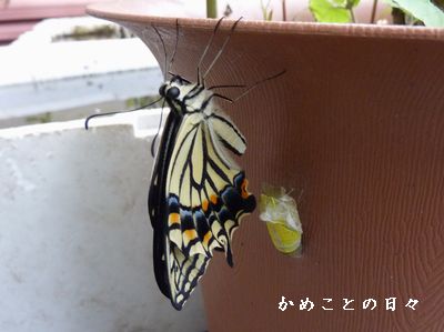 P1590628-tyou.jpg