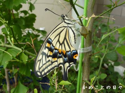 P1590755-age.jpg