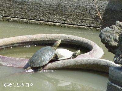 P1610225-2.jpg