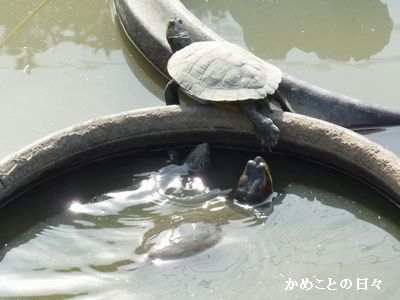 P1610259-3kame.jpg