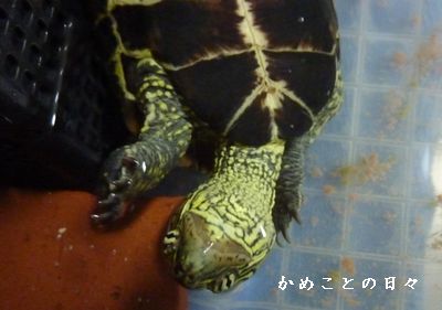 P1620020-suke.jpg