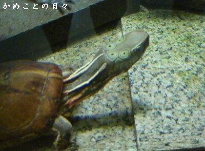 P1630577-kame.jpg