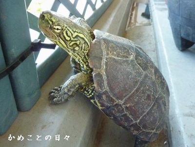 P1640166-suke.jpg