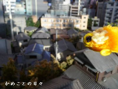 P1640303-pon3.jpg