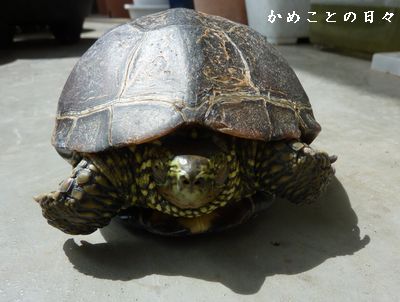 P1640487-suke.jpg