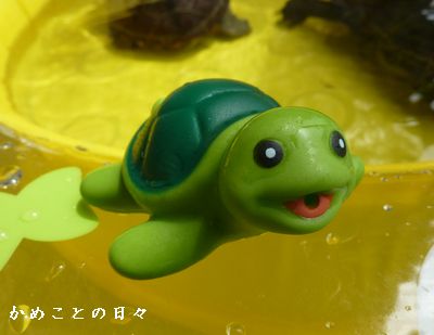 P1640993-kame.jpg