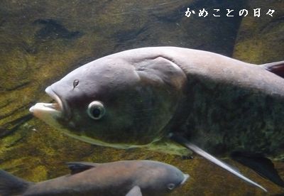 P1650251-koku.jpg