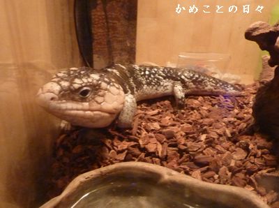P1650489-ma.jpg