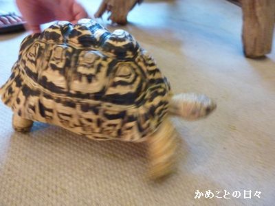 P1660145-hyomon.jpg