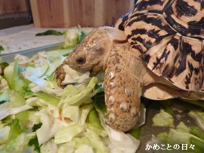 P1660170-gohan.jpg