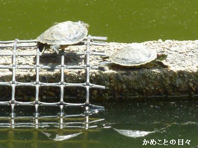 P1660868-2kame.jpg