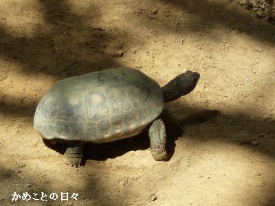P1660984-akaashi.jpg