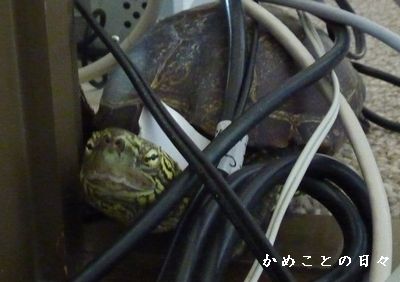 P1680278-suke.jpg