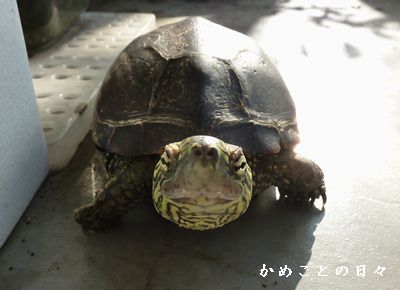 P1680496-suke.jpg