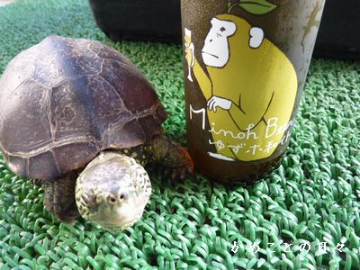 P1680895-suke.jpg
