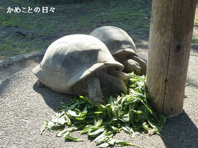 P1700208-seikogohan.jpg