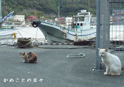 P1700241-cat.jpg