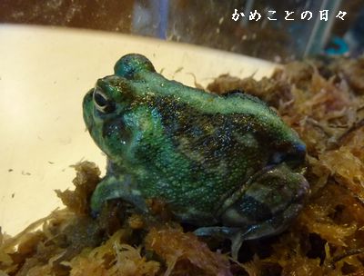 P1700403-frog.jpg