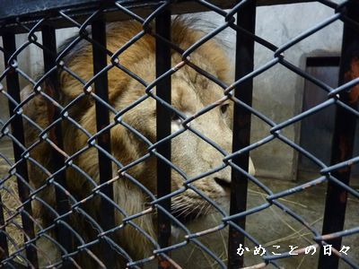 P1700966-lion.jpg