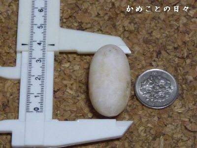 P1710095-egg.jpg