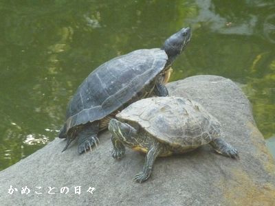 P1710604-kame.jpg