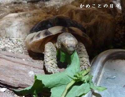 P1720060-maru.jpg