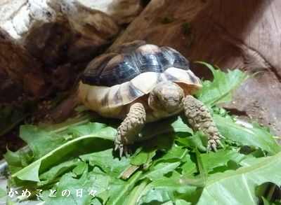 P1720565-kame.jpg