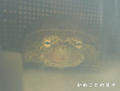 P1730291-suke.jpg