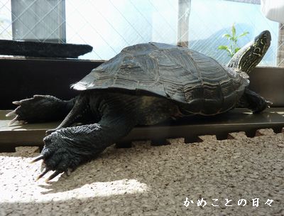 P1730485-co.jpg