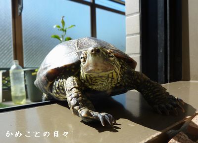 P1730499-suke.jpg