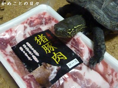 P1750540-ino.jpg