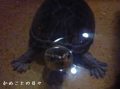 P1750733-kame.jpg