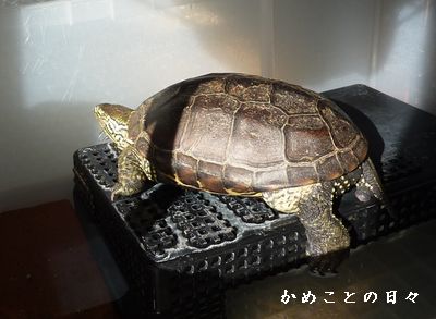 P1770389-suke.jpg