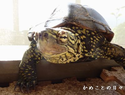 P1770399-suke.jpg