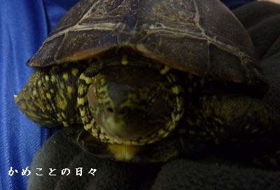 P1780012-suke.jpg
