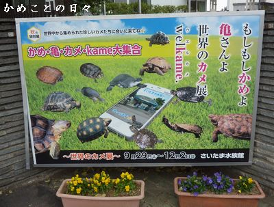 P1780122-kame.jpg