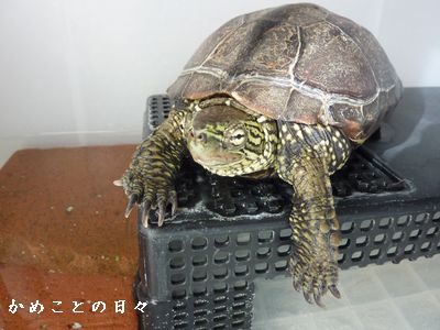P1800028-suke.jpg