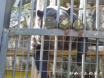 P1800575-bear.jpg