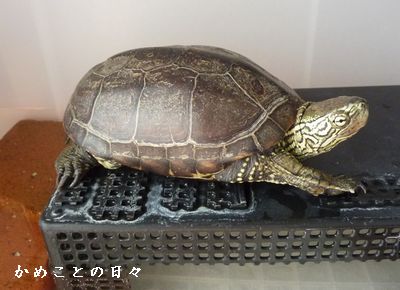 P1800808-suke.jpg