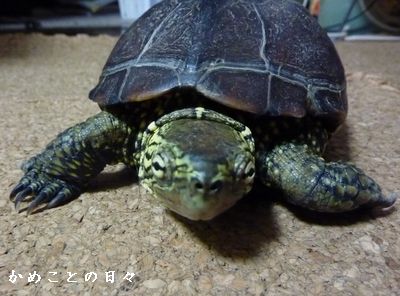 P1800893-suke.jpg