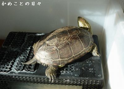 P1800901-suke.jpg