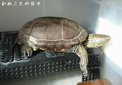 P1800920-suke.jpg