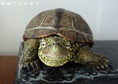 P1800923-suke.jpg